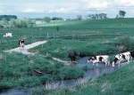 Stream crossing for livestock